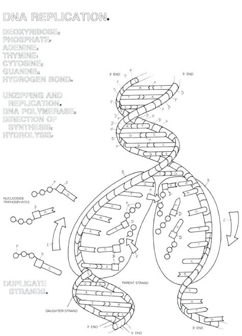 Dna transcription is a process that involves the transcribing of genetic information from dna to rna. Dna Transcription And Translation Worksheet Answers - Free ...