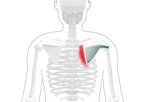Infraspinatus Trigger Points Overview And Tips For Self Treatment