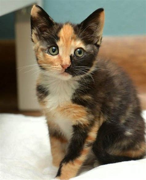105 Best Images About Calico Catskittens On Pinterest