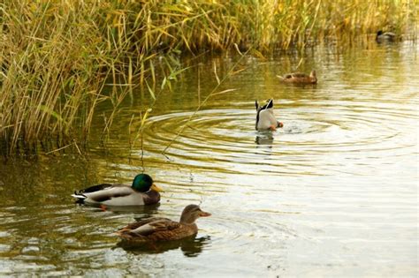 Безплатна снимка Диви патици птици животни плаващи езеро