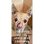 Apple Head Chihuahua  Facts Fun And Care Tips