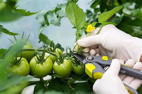 11 Expert Tips To Prune Tomato Plants Like Professionals Diy And Crafts