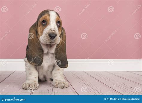 Basset Hound Puppy Sitting In A Pink Living Room Setting Stock Image