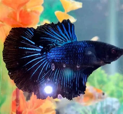 Black Orchid Betta Care Anabantoids All You Need To Know