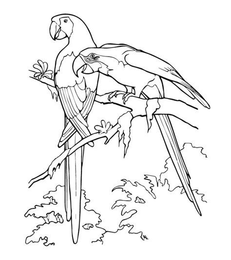 Coloring Pages 25 Cute Parrot Coloring Pages Your Toddler Will Love