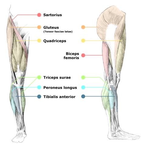 Leg Muscle Diagram Diagram Illustrating Muscle Groups On Back Of