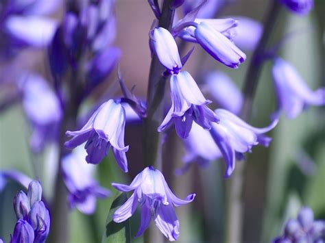 Spring Bluebells Flowers Free Photo On Pixabay Free Pictures Free