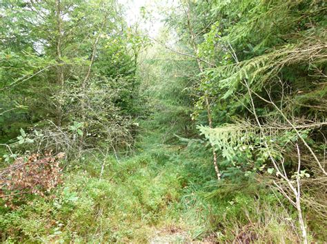 Woodland For Sale Coed Hir 412 Acres Of Mixed Conifer And Broadleaved