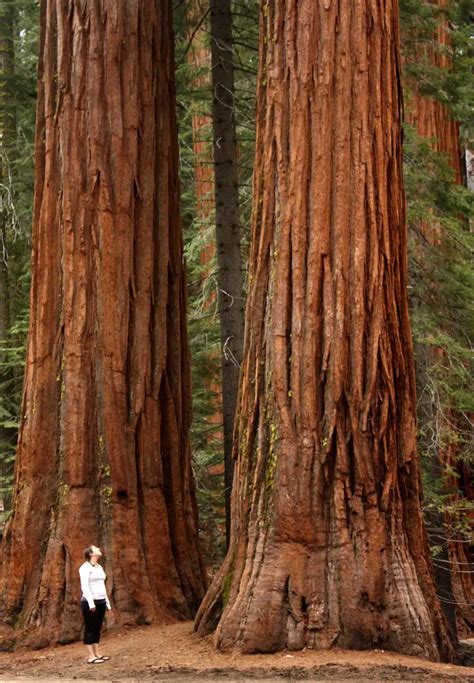 Árvore Sequoia Sempervirens Características E Fotos Mundo Ecologia