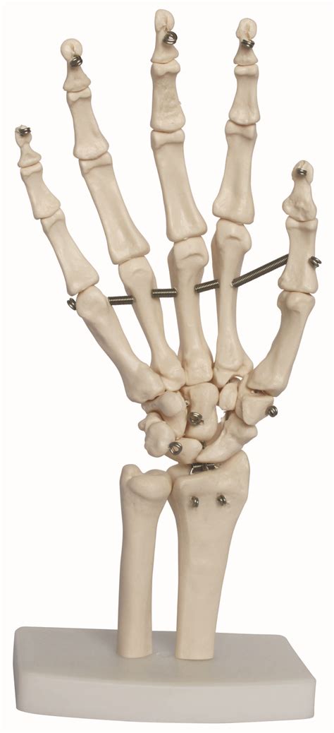 Anatomical Life Size Hand Joint Model