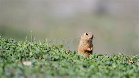 Cute Ground Squirrel Spermophilus Pygmaeus Standing In The Grass And