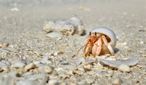 35 Crab Facts For Kids Little Passports
