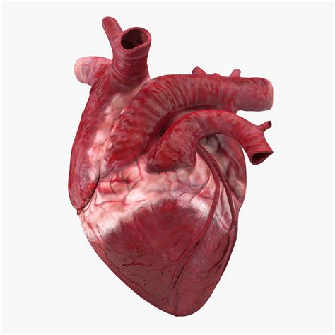 Real Human Heart Images