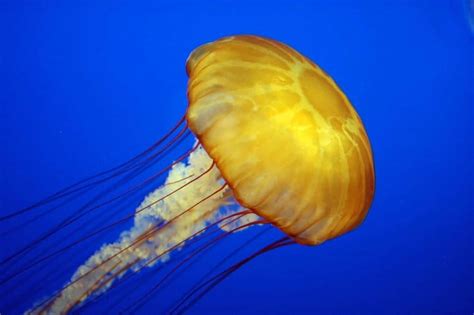 Picture 1 Of 9 Jellyfish Cnidaria Scyphozoa Aurelia Pictures