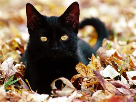 Wallpaper Face Fall Leaves Whiskers Black Cat Autumn Kitten