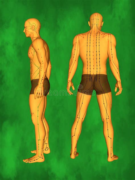 Menschliches Akupunktur Modell Stock Abbildung Illustration Von