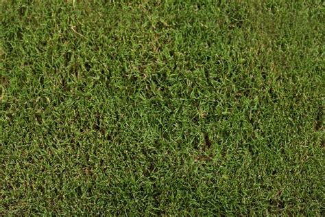 Tiftuf Bermuda Best Sod Grass In Texas Tri Tex Grass