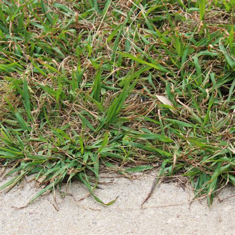 How To Organically Prevent Crabgrass In Your Yard