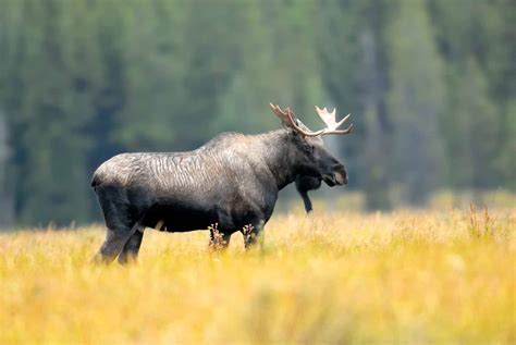 Moose The Canadian Encyclopedia
