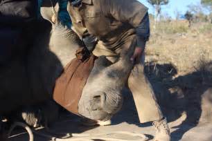rhinoceros poaching in south africa pulitzer center