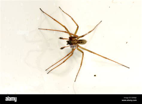 Male House Spider Tegenaria Domestica Trapped In A Kitchen Sink In