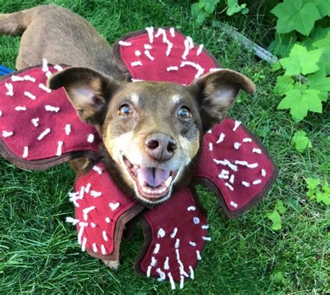 The first season of stranger things blends elements from the works of spielberg, carpenter, dante, and king. Dress Up Your Dog Like a "Stranger Things" Demogorgon for Halloween | Stranger things halloween ...