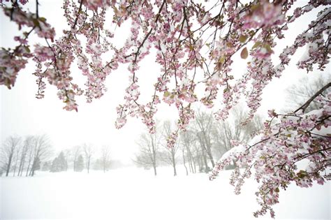 News Of The World In Photos April Snow In Northeast