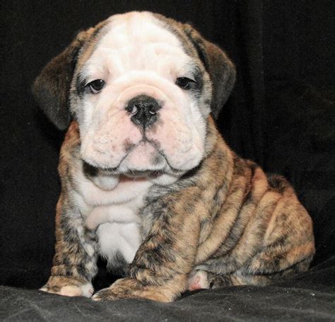 Daisy Is A Brindle Female English Bulldog Puppy American Born And