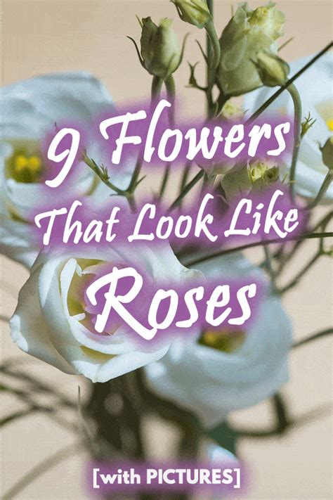 The flowering plant is native to europe but has been introduced in other places and cultivated as a garden plant. 9 Flowers That Look Like Roses with PICTURES - Garden Tabs