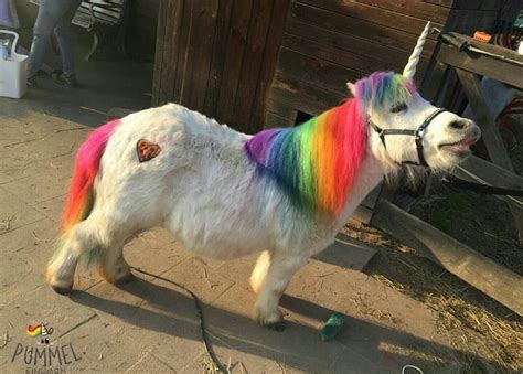 List Of Real Pictures Of Baby Unicorns Ideas