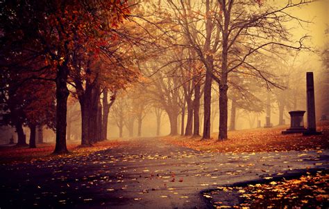 Wallpaper Autumn Leaves Trees Fog Park Overcast Track Images For
