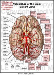 Vasculature Of The Brain Medical Illustration Medivisuals