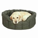 Hypoallergenic Beds For Dogs Photos