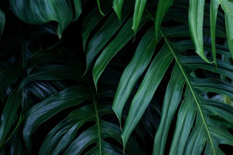 Tropical Green Leaves On Dark Background Nature Summer Forest Plant