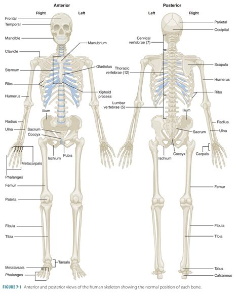 Classifications Of Bones