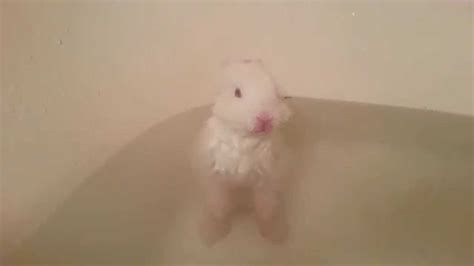 Then use that hand to wash gently the dirty area with soapy water. Baby Bunny Splashing Contest - YouTube