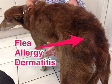 Atopy, inhaled allergies, contact allergies. You don't need to see fleas to have a flea problem ...