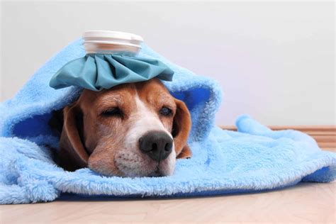 Dog Runny Nose Heres 11 Reasons Your Dog Has The Sniffles