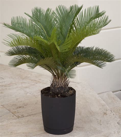 Sago Palm Tree Palm Tree Plant Indoor Palm Trees Plam Tree Palm