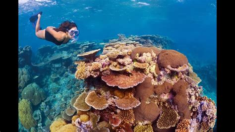 Bucea Entre Los Arrecifes De Coral Más Bonitos De Mundo 4 Fotografia
