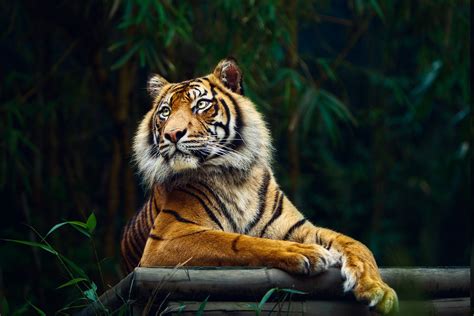 Tiger Animals Big Cats Nature Wallpapers Hd Desktop