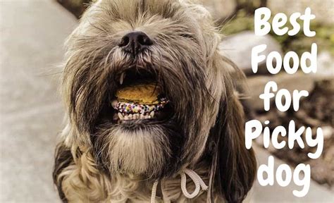 10 best safe dog foods of may 2021. Review of the Best Dry Dog Food For Picky Eaters in 2020 ...