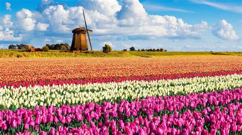 Landscape Netherlands Flowers Windmill Nature Photography Tulips