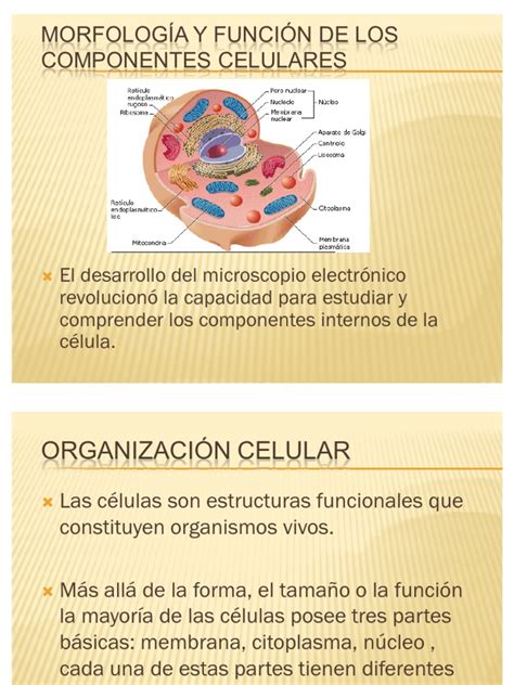 MorfologÍa Y FunciÓn De Los Componentes Celulares Citoplasma