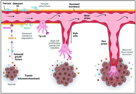 Sprouting Angiogenesis In The Tumor Microenvironment Tme Angiogenic Download Scientific