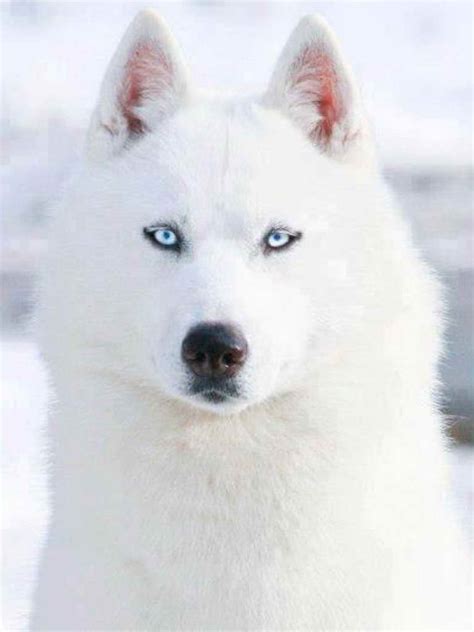 All White Siberian Husky With Blue Eyes Pets And Dogs