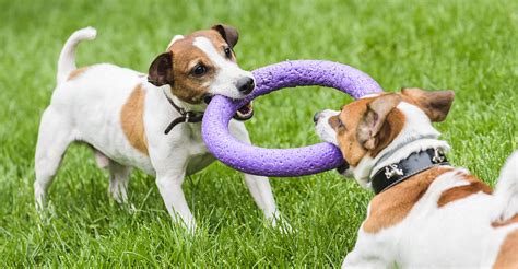 Best Tug Toys For Dogs Small To Large And Even Indestructible