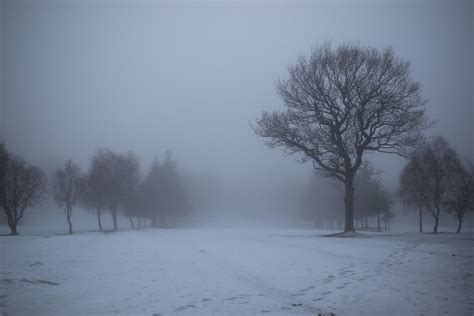 An Eerie Mist Surrounded Tree Low Levels Of Mist Means Vis Flickr