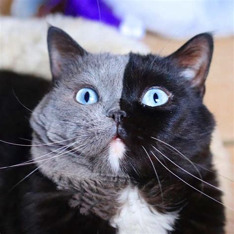 Cat With Split Colored Face Has Fathered Two Kittens In Each Of His Colors