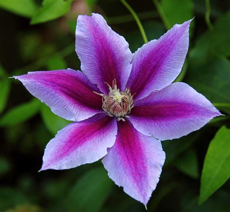 Climbing clematis adds tons of charm and a punch of color to small outdoor spaces. Clematis Plants - Flowerinfo.org